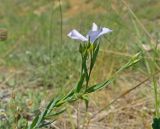 Linum nervosum