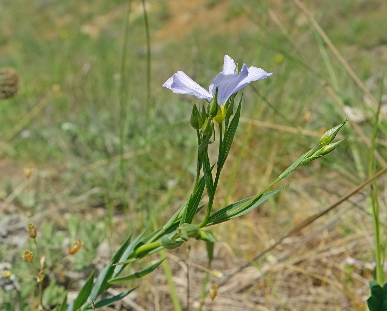 Image of Linum nervosum specimen.