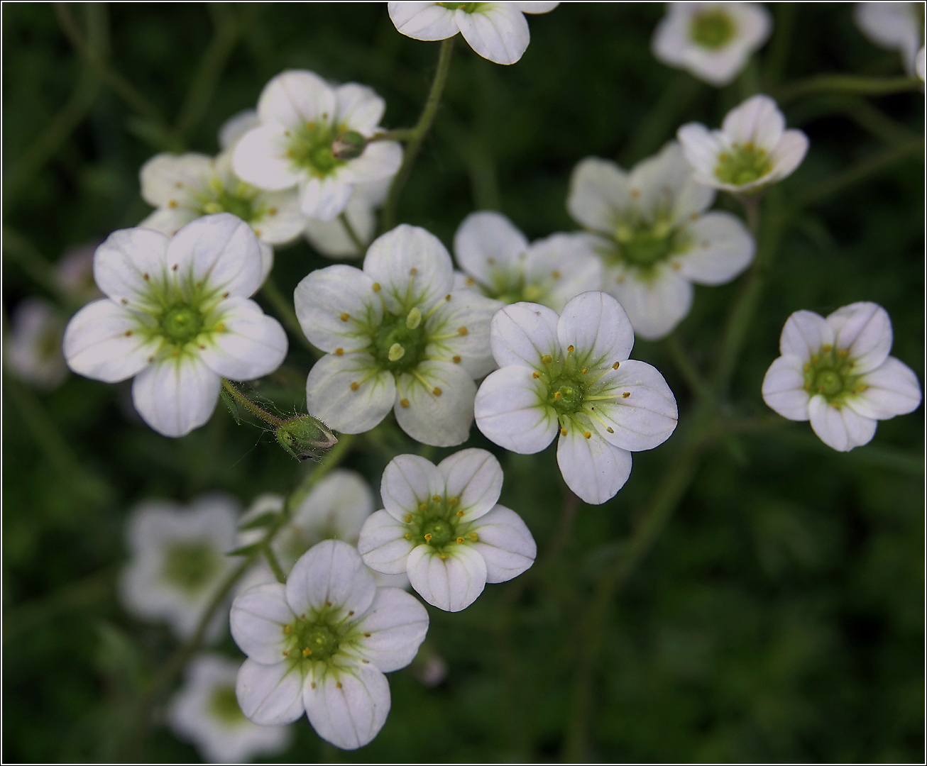Image of Saxifraga &times; arendsii specimen.