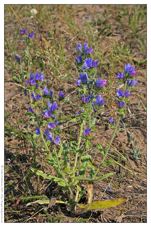 Изображение особи Echium vulgare.