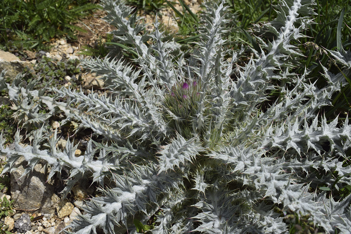 Image of Carduus carlinoides specimen.