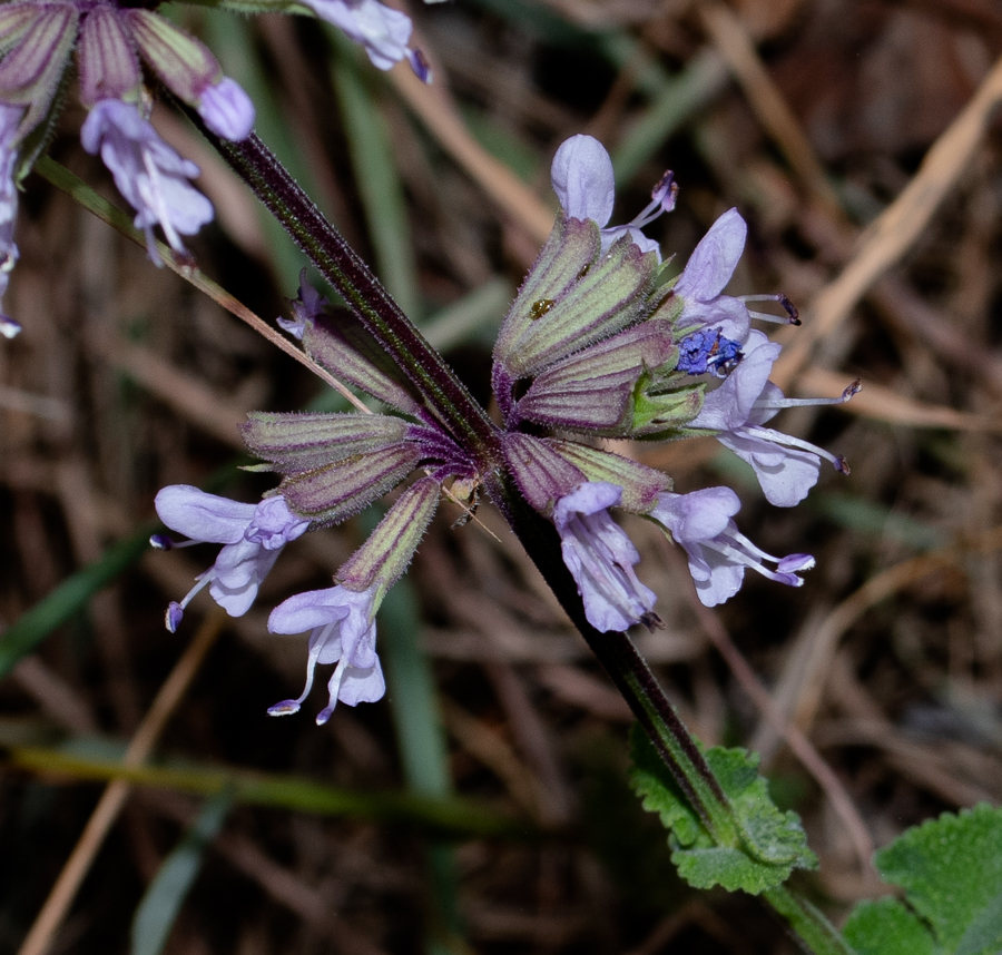 Image of Salvia judaica specimen.
