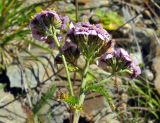 genus Achillea. Верхушка цветущего растения. Республика Алтай, Онгудайский р-н, пер. Семинский, около 1900 м н.у.м, камни. 07.08.2010.