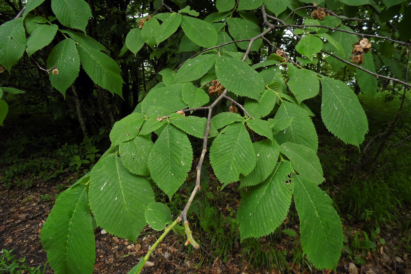 Image of Ulmus glabra specimen.
