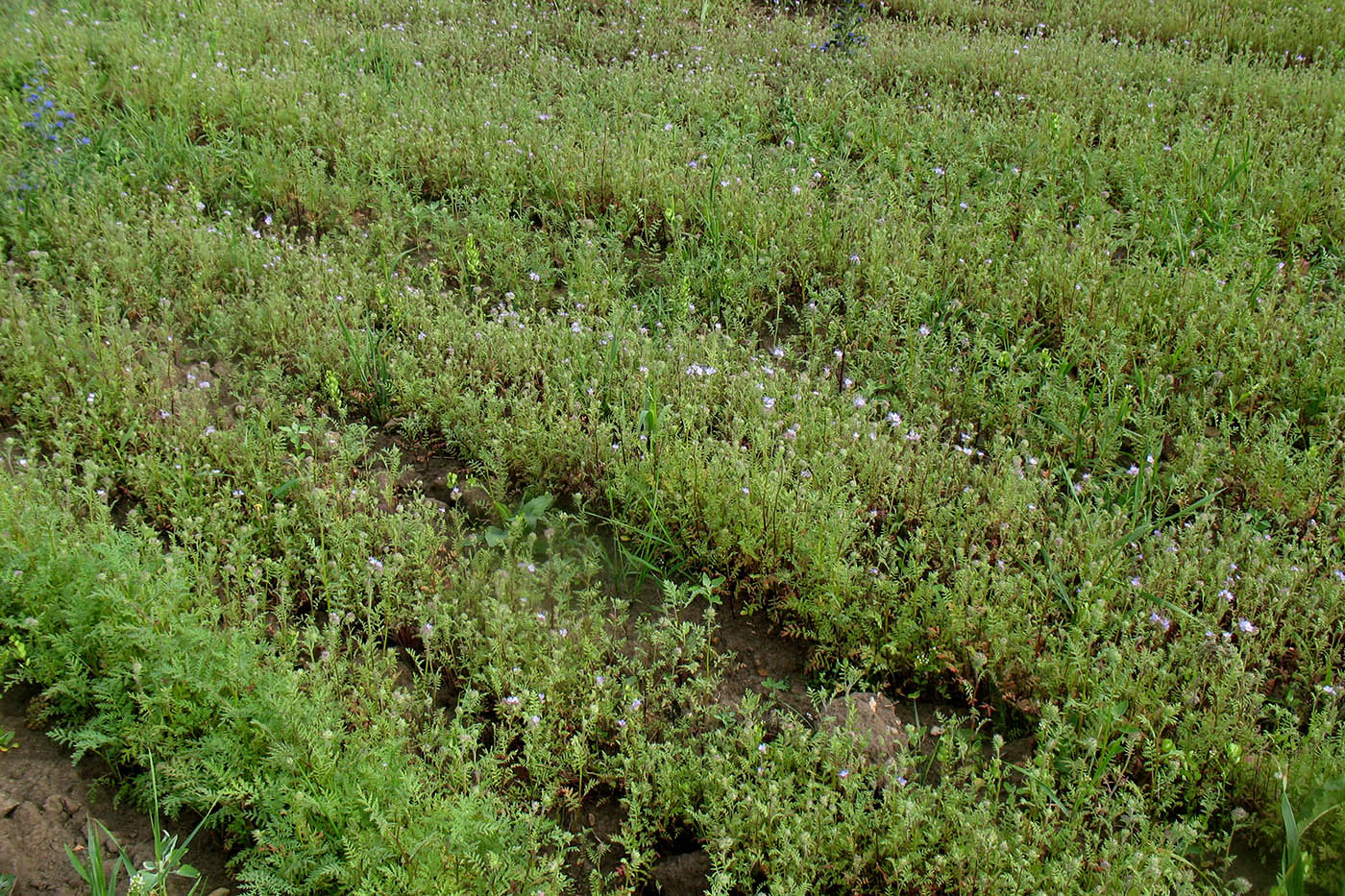 Image of Phacelia tanacetifolia specimen.