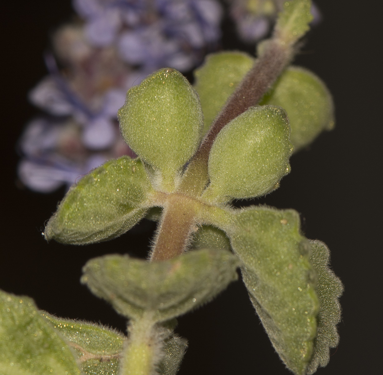 Image of Coleus australis specimen.