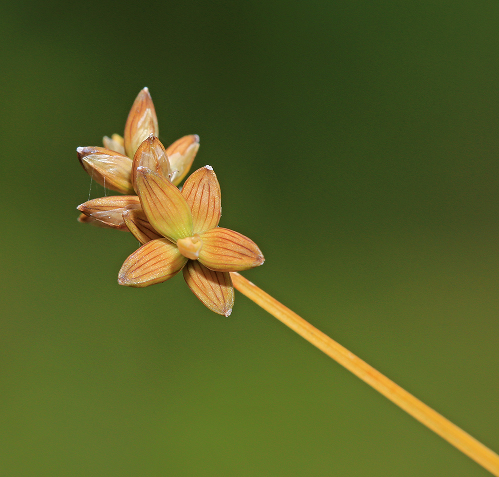 Изображение особи Carex tenuiflora.