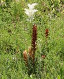 Orobanche lutea