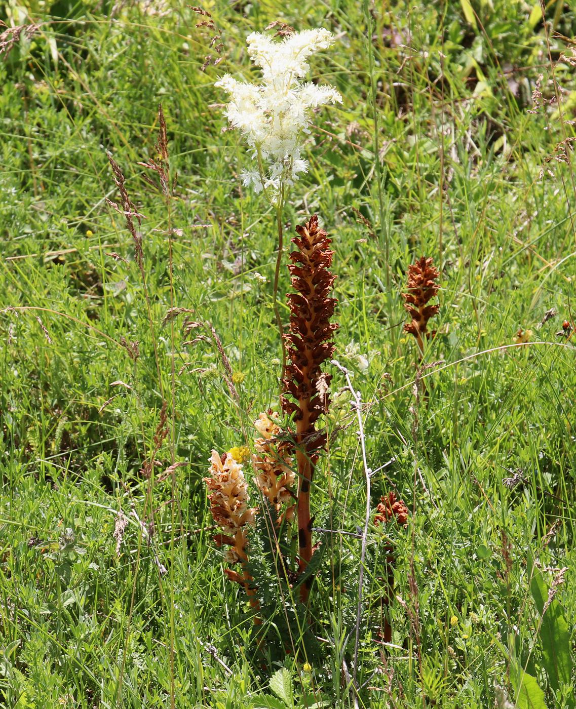 Image of Orobanche lutea specimen.