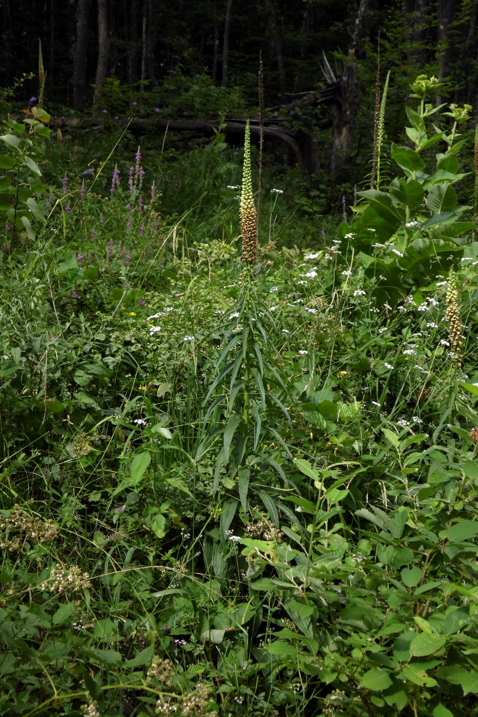 Изображение особи Digitalis schischkinii.