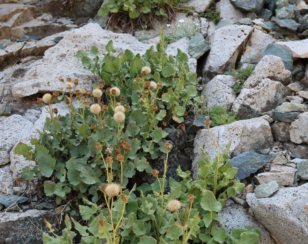 Image of Senecio taraxacifolius specimen.