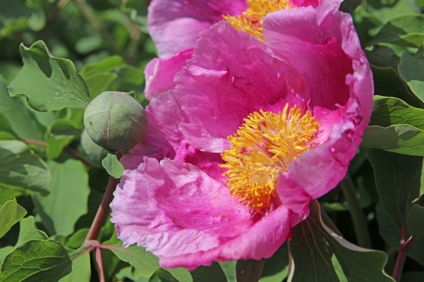 Image of Paeonia daurica specimen.