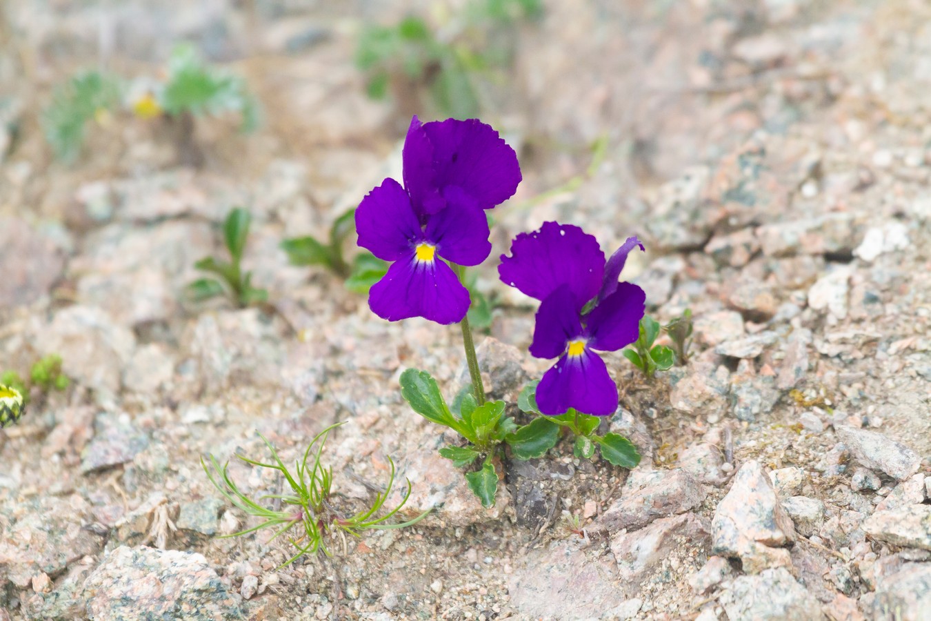 Изображение особи Viola oreades.