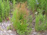 Rumex lapponicus