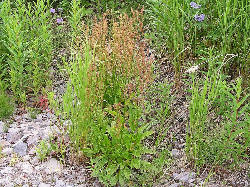 Image of Rumex lapponicus specimen.