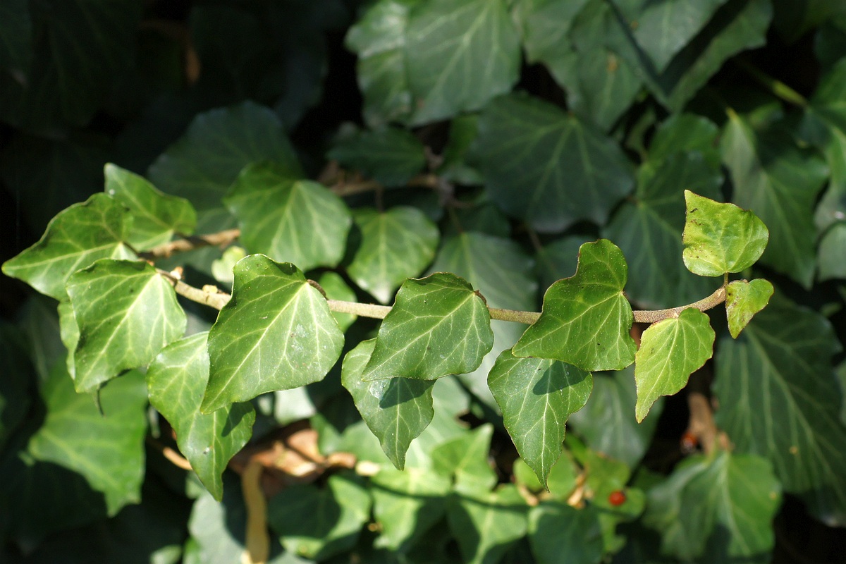 Image of Hedera helix specimen.