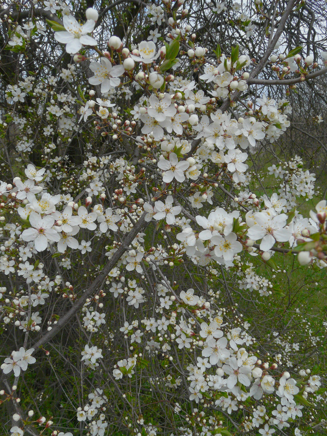 Image of Prunus cerasifera specimen.