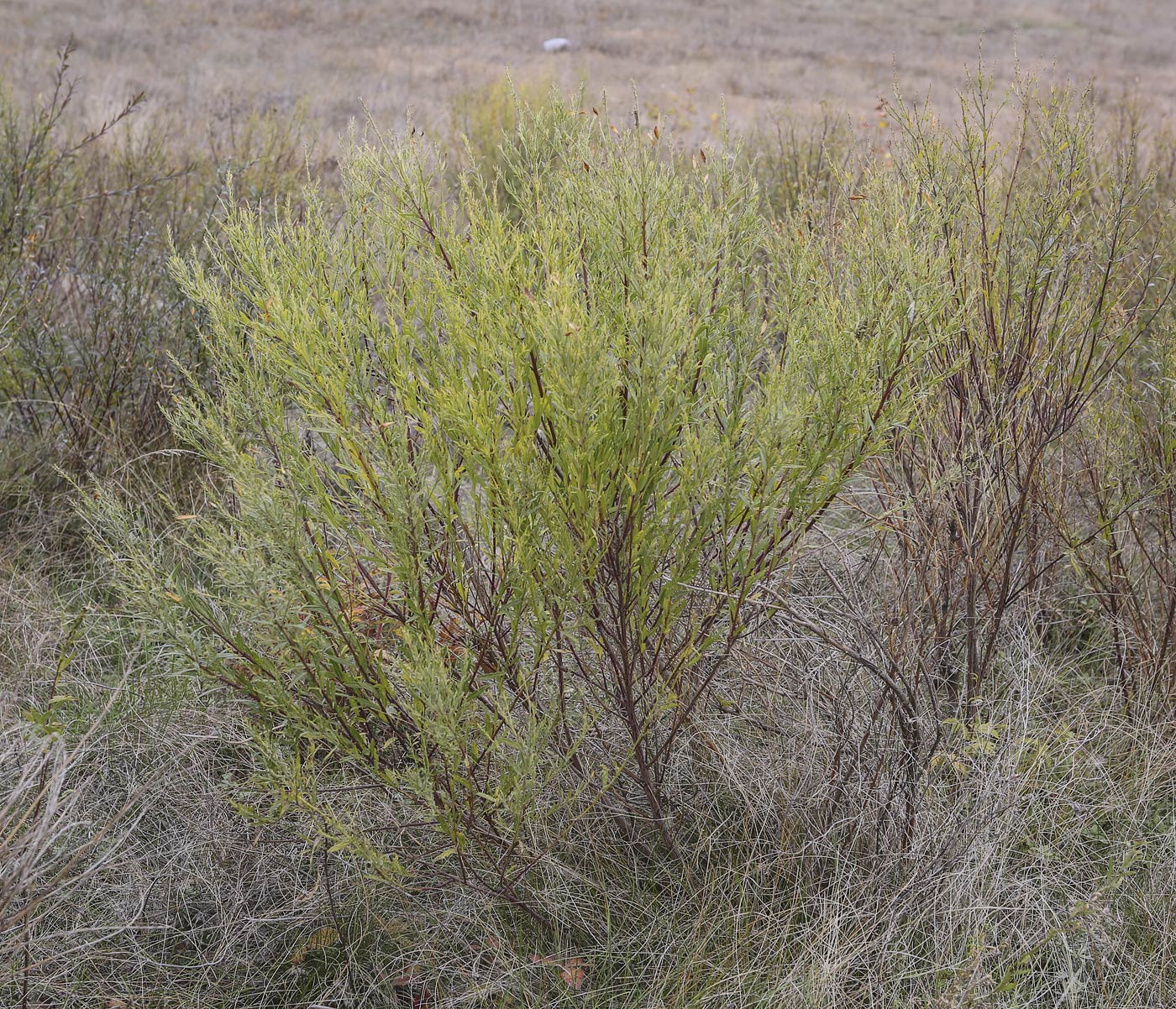 Изображение особи Genista tinctoria.