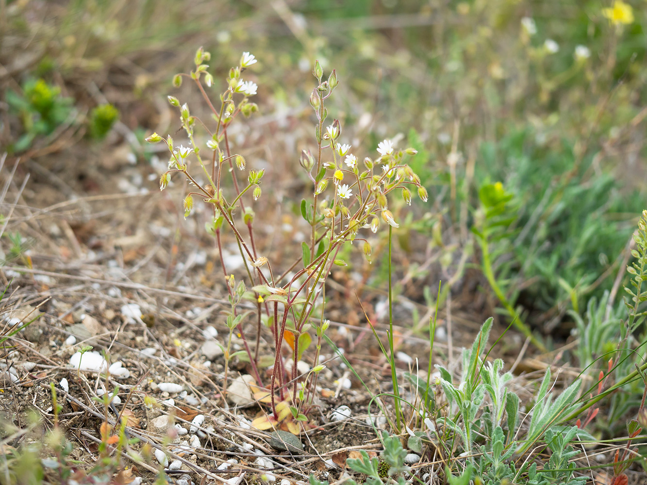 Image of Cerastium pumilum specimen.