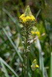 Bulbine narcissifolia