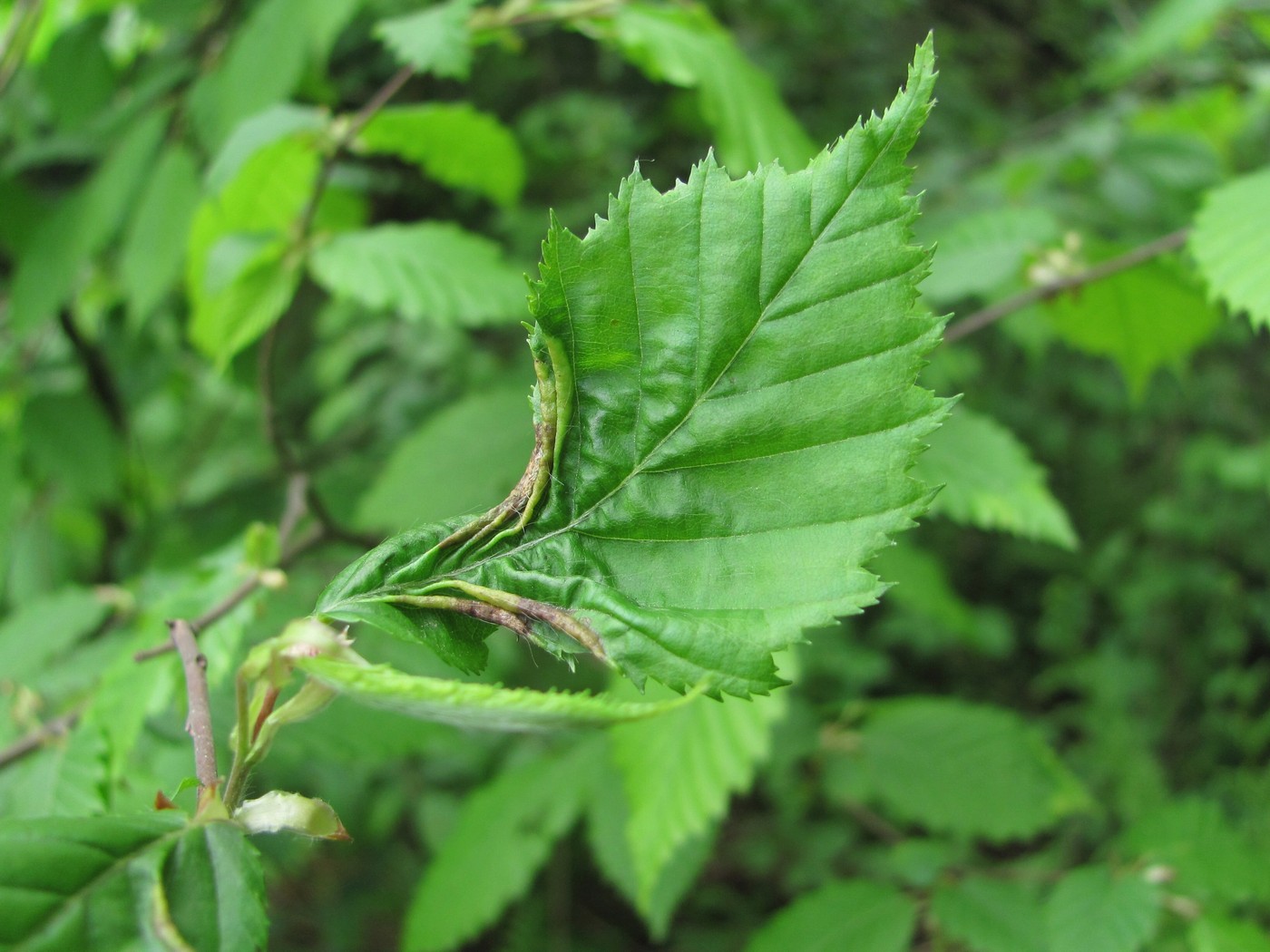 Изображение особи Carpinus betulus.