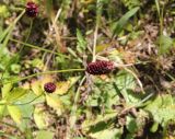 Sanguisorba officinalis. Верхушка цветущего растения. Республика Алтай, Онгудайский р-н, левый берег р. Чуя напротив порога Бегемот. 1 августа 2020 г.