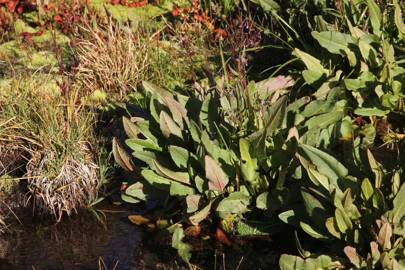 Image of Rumex aquaticus specimen.