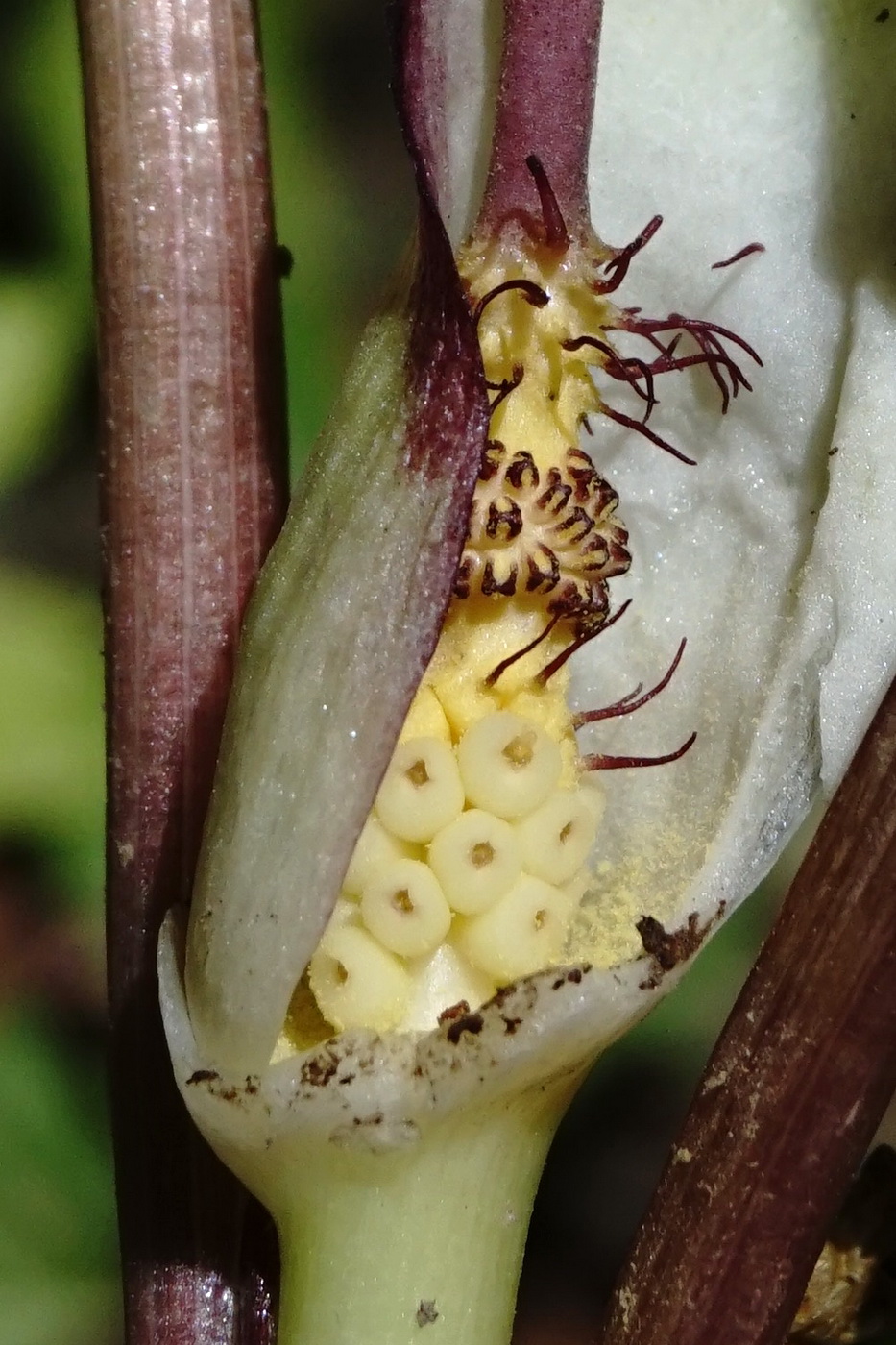 Image of Arum amoenum specimen.