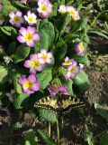 Primula vulgaris