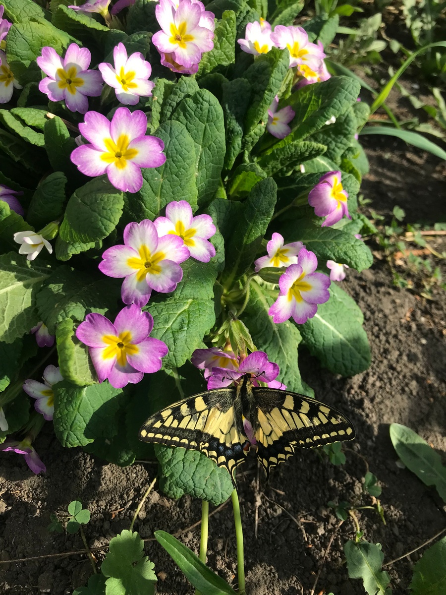 Изображение особи Primula vulgaris.