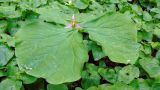 Trillium tschonoskii