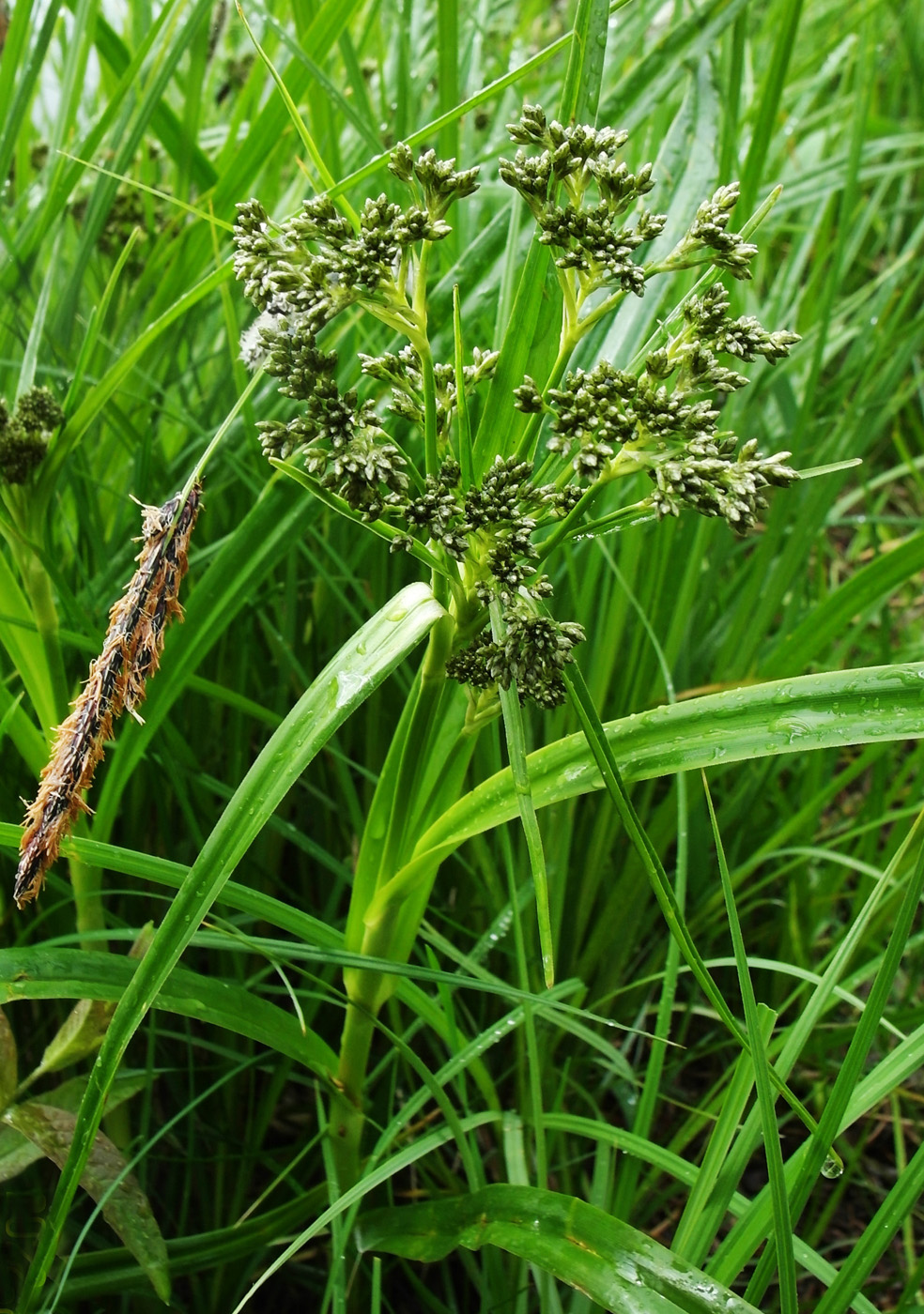 Изображение особи Scirpus sylvaticus.