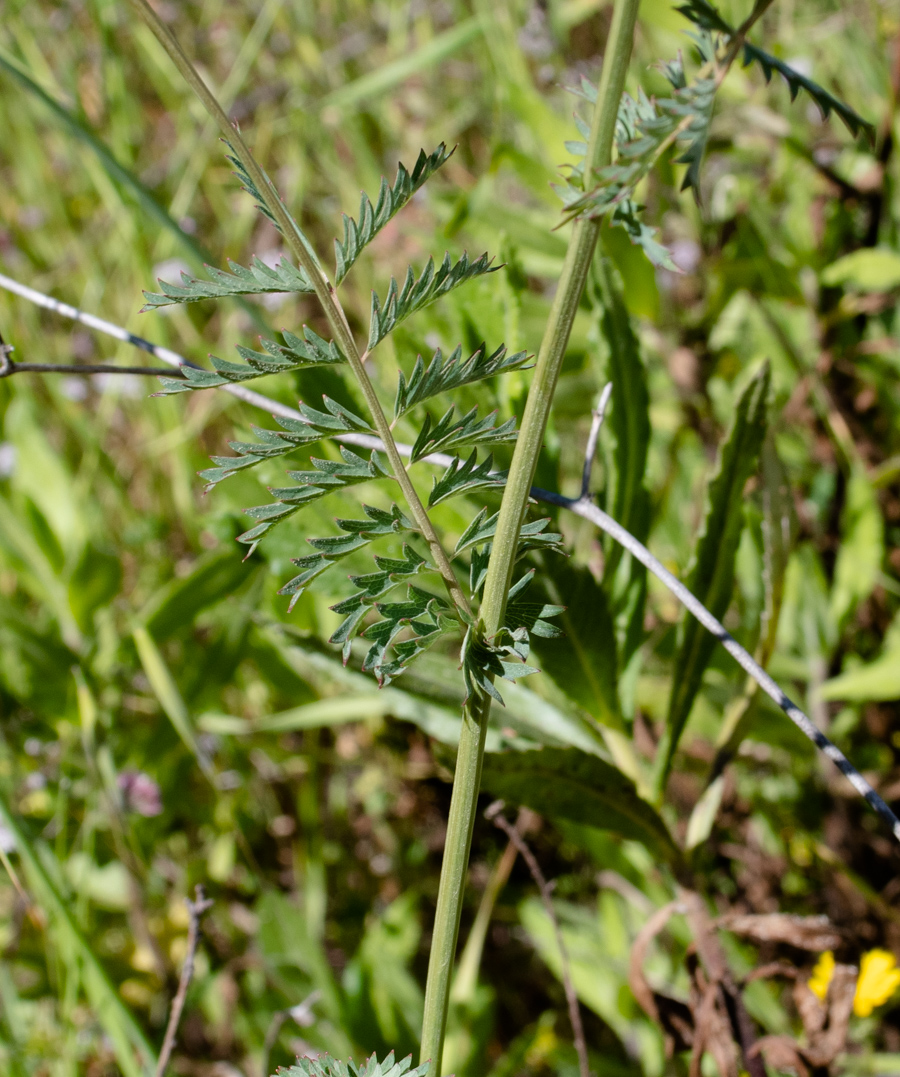 Изображение особи Poterium sanguisorba.