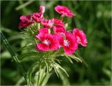 Dianthus barbatus