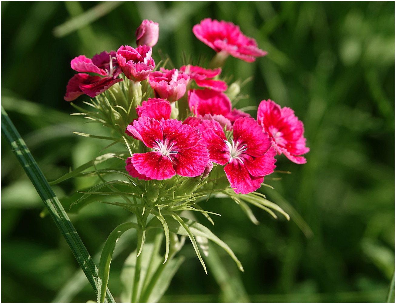 Изображение особи Dianthus barbatus.