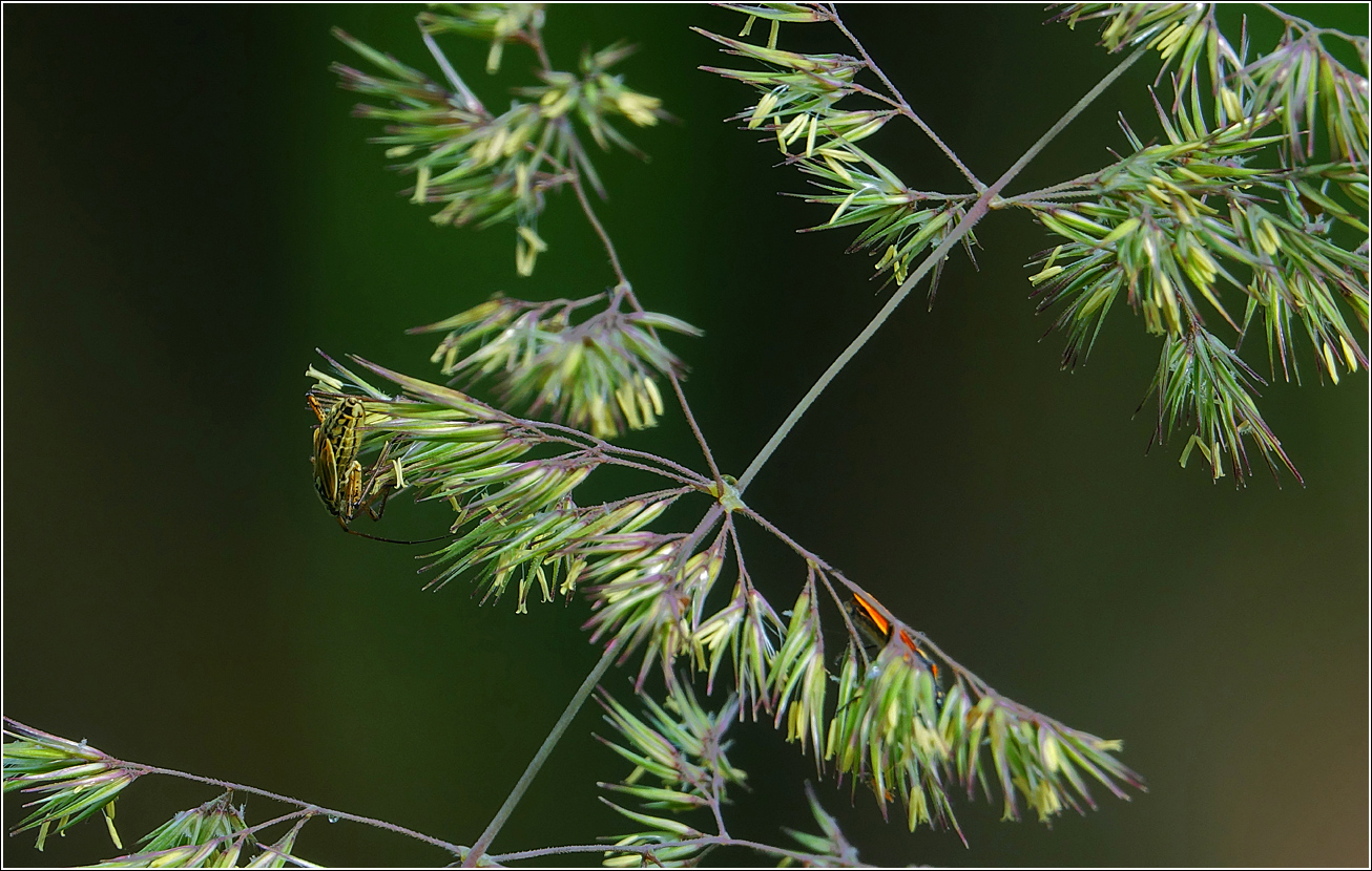 Изображение особи Calamagrostis epigeios.