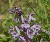 Dactylorhiza maculata