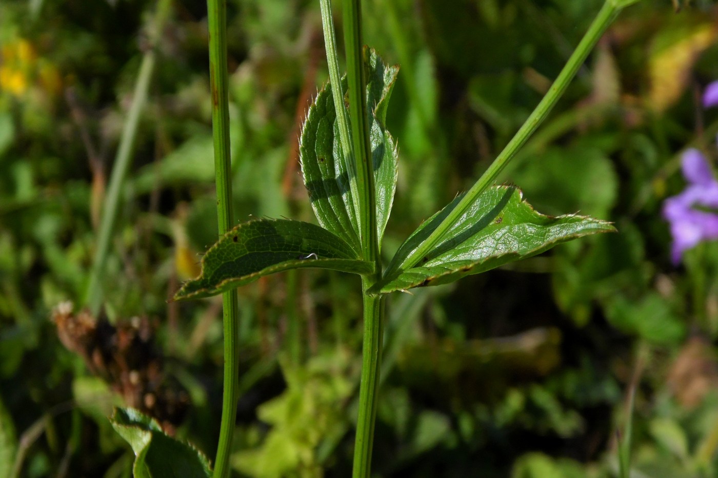 Image of Astrantia maxima specimen.