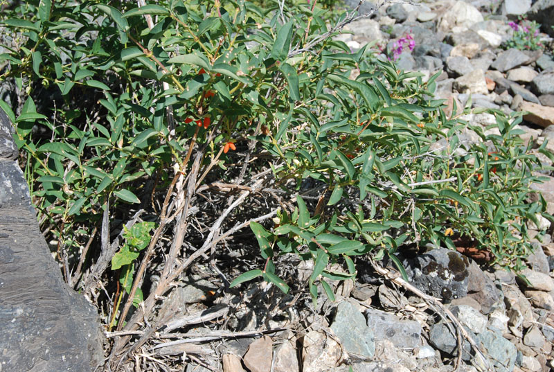 Image of Lonicera hispida specimen.