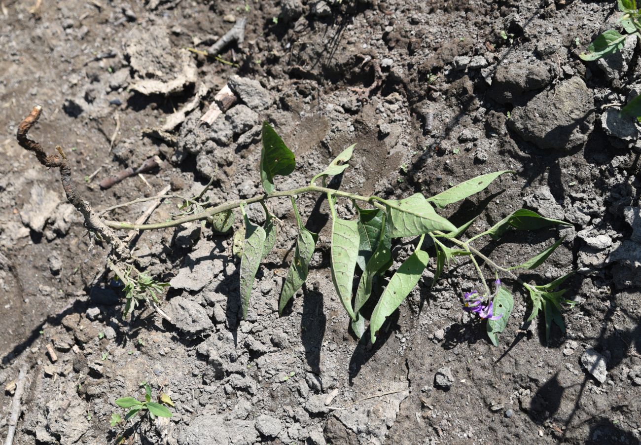 Изображение особи Solanum pseudopersicum.