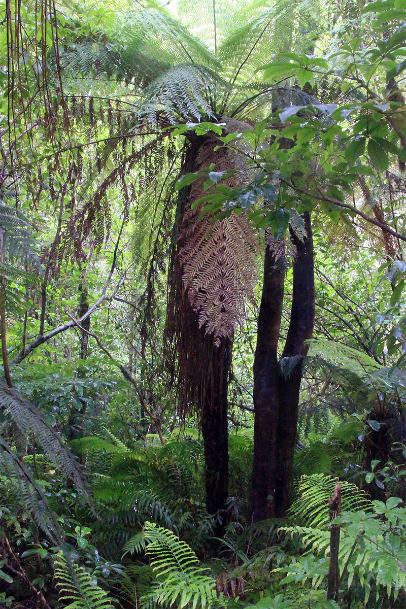 Image of class Polypodiopsida specimen.