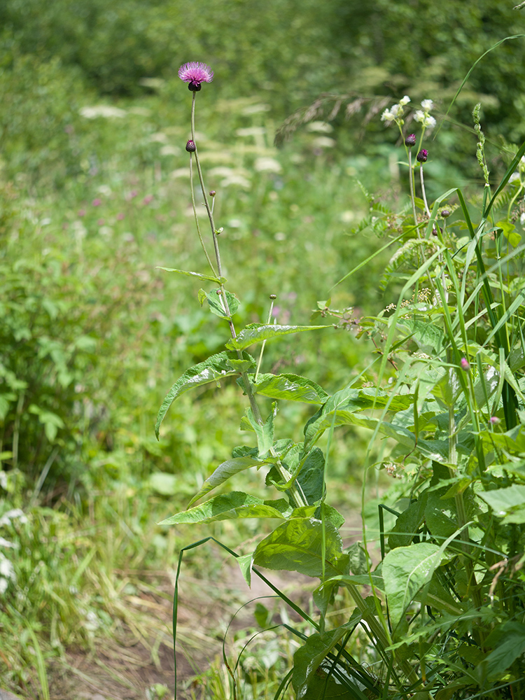 Image of Cirsium dealbatum specimen.