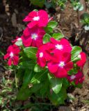 Catharanthus roseus