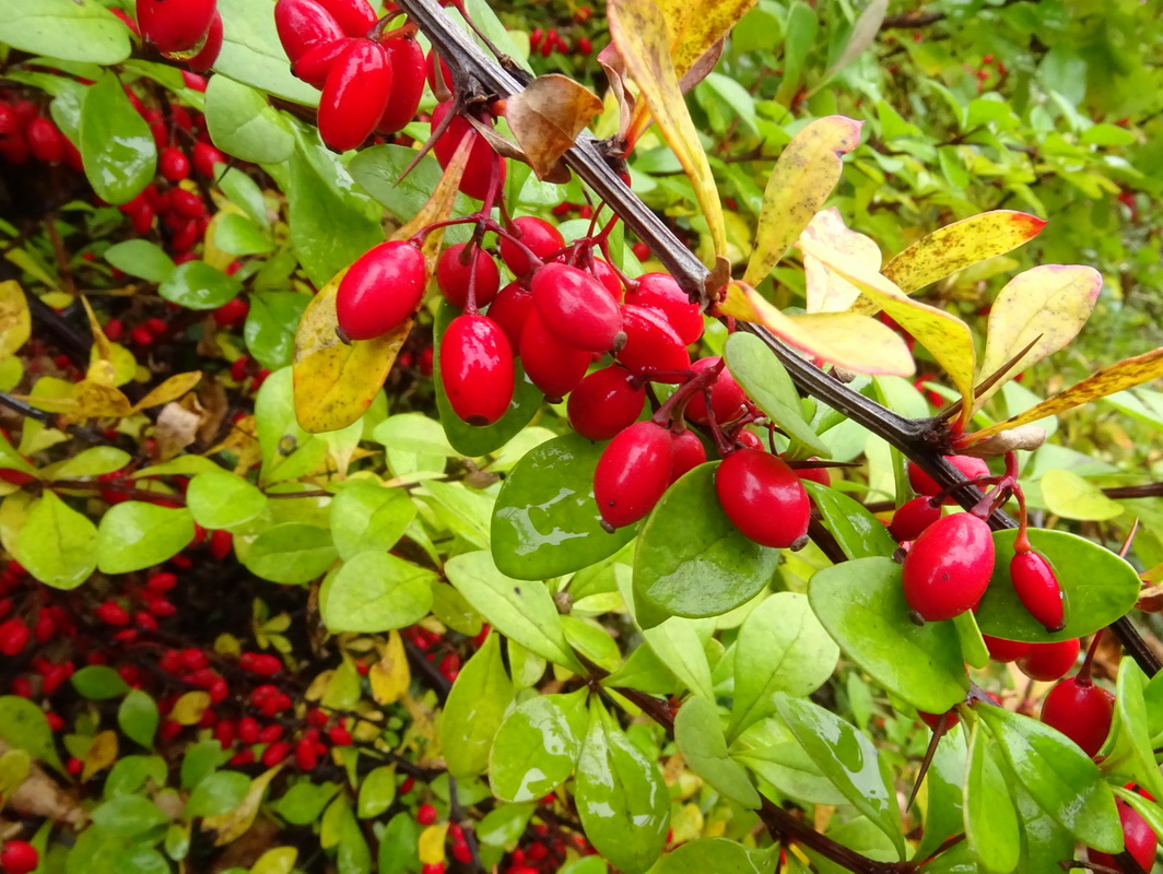 Image of Berberis thunbergii specimen.