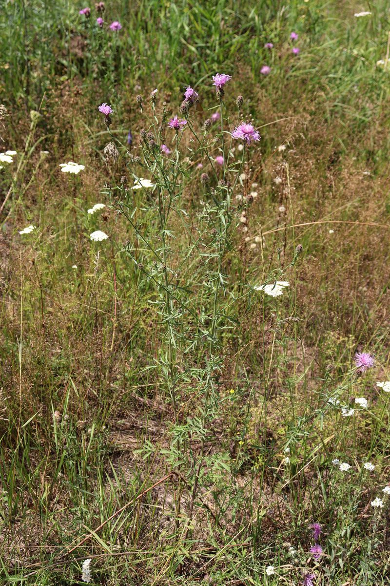 Изображение особи Centaurea stoebe.