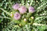 Cirsium esculentum