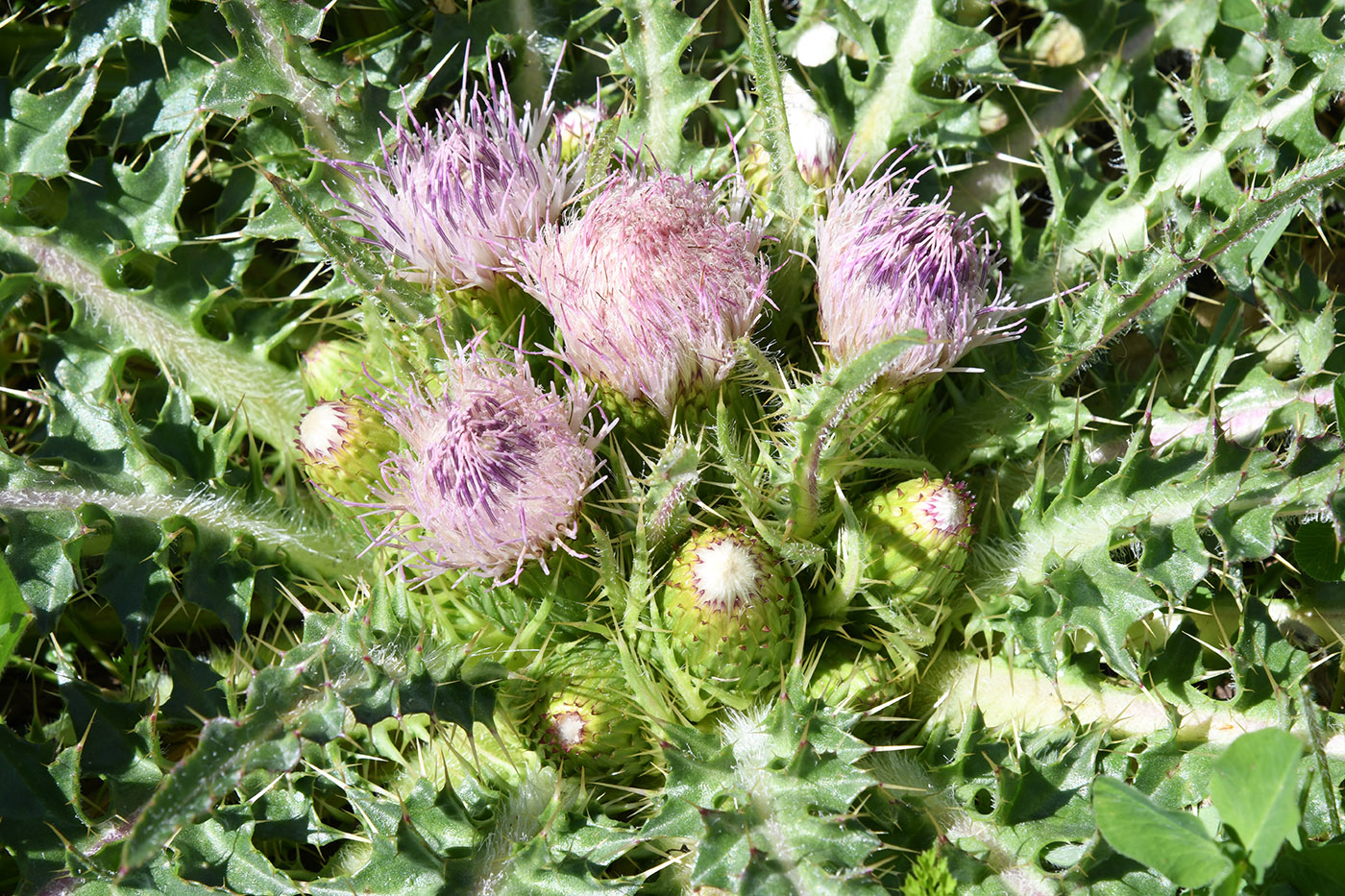 Изображение особи Cirsium esculentum.