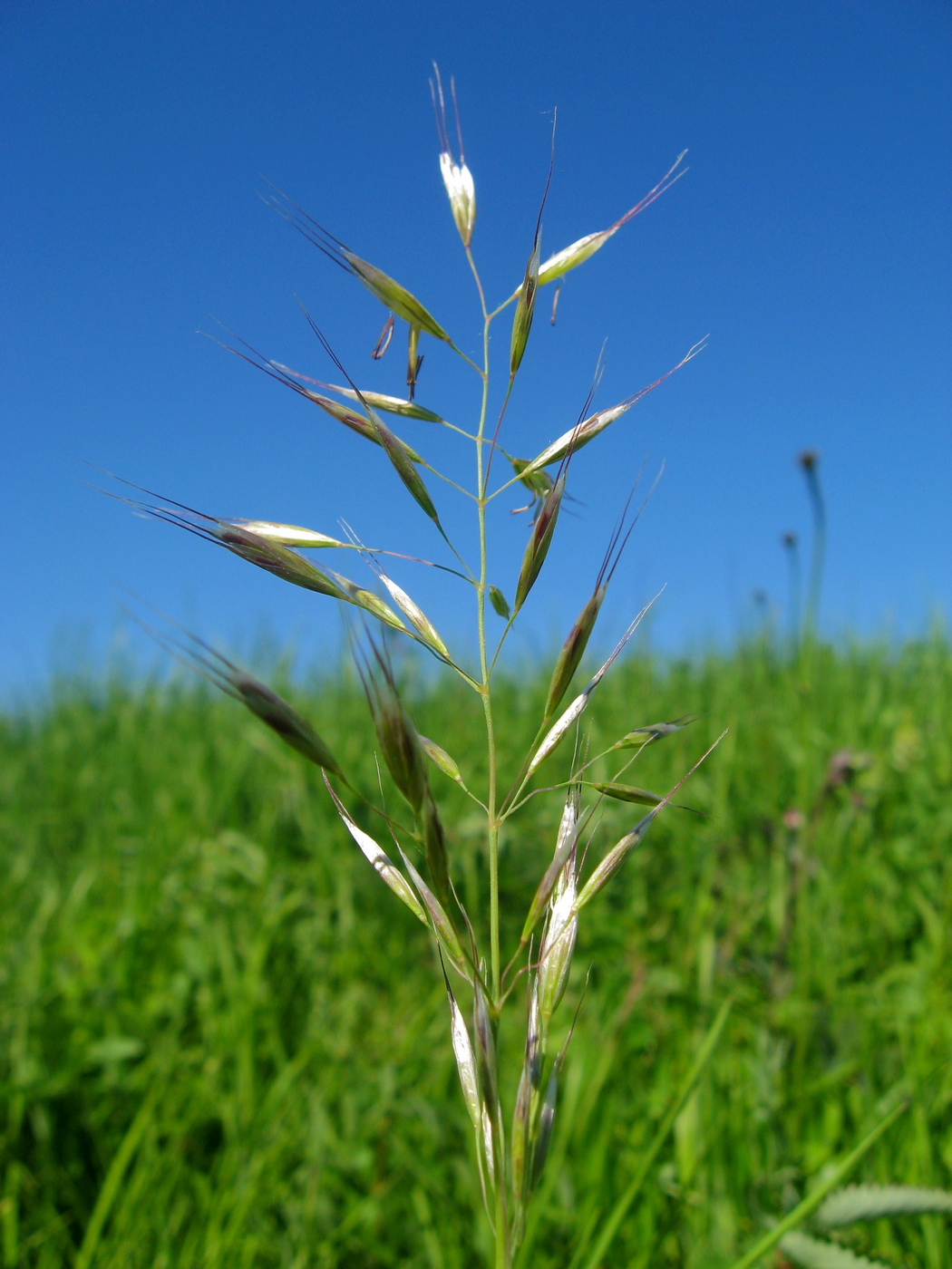 Изображение особи Helictotrichon pubescens.