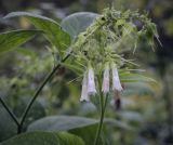 Symphytum grandiflorum. Верхушка цветущего побега. Москва, ГБС, экспозиция растений природной флоры России. 15.09.2022.