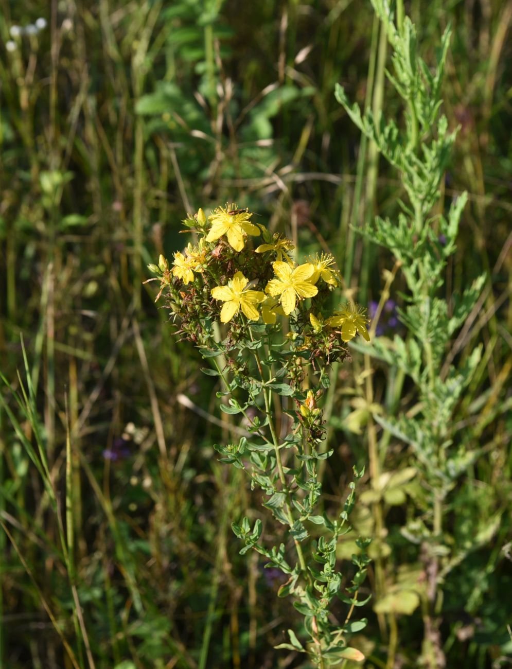 Изображение особи Hypericum perforatum.